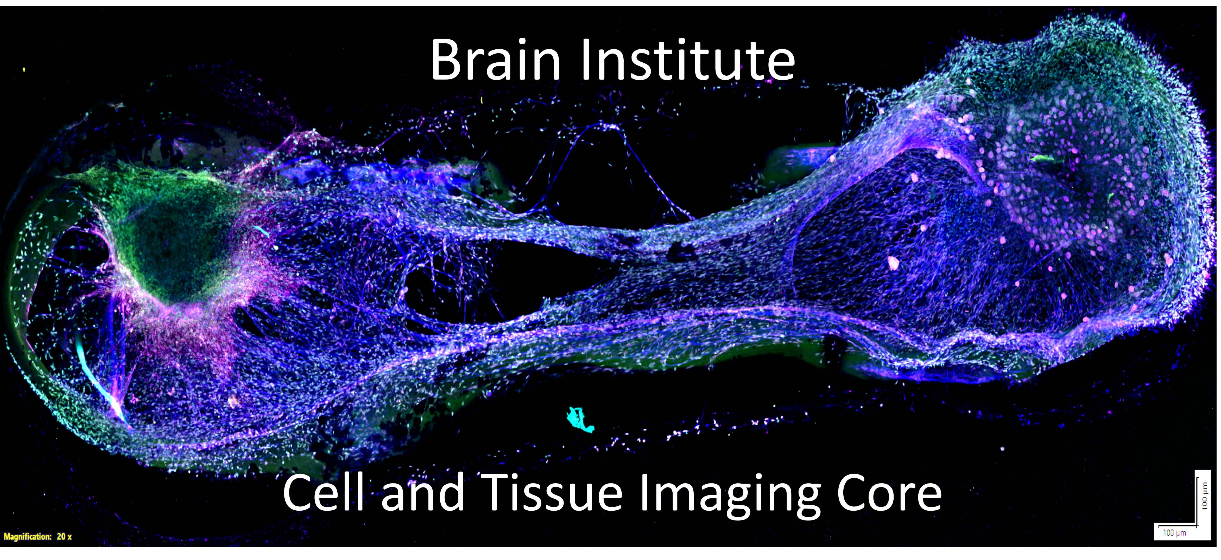 Cell and Tissue Imaging Core