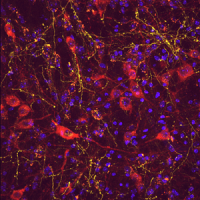 Confocal-Image-3