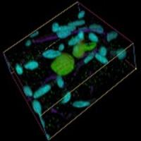 Confocal-Image-2